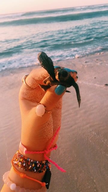 I Name, Cute Turtles, Baby Turtles, Aang, Summer Pictures, Cute Creatures, Avatar The Last Airbender, Cute Little Animals, Sea Animals