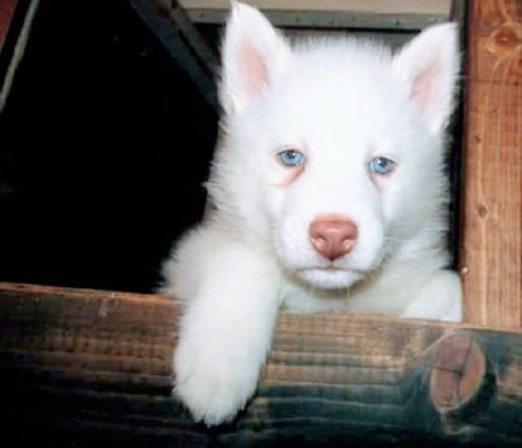 Siberian Husky puppy for sale in GLEN ROSE, TX. ADN-58661 on PuppyFinder.com Gender: Male. Age: 7 Weeks Old Husky Puppies For Sale, Glen Rose, Alaskan Husky, White Animals, Most Beautiful Dogs, Siberian Husky Dog, Dog Exercise, Siberian Huskies, Alaskan Malamute