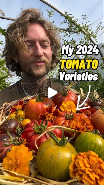 Jamie Walton | Nettles & Petals on Instagram: "Have you chosen your Tomato varieties for 2024 yet? 🍅🌱

If not, I grow around 20 different organic and heirloom varieties in the garden each year, so here’s my recommendations, as well as some new ones I’m excited to try this year! 😊👍🏻🍅

Blue fire:

A really attractive medium sized tomato that ripens from blue to red, black and gold, it has a good flavour too.

Costoluto Fiorentino:

A heavily ribbed heirloom beefsteak variety from Tuscany, great flavour and good for canning and preservation.

Skykomish: 

A large orange tomato that is fruity and aromatic, it has good blight resistance and can be grown outside. 

Green Zebra: 

Produces medium sized tangy fruits that are light green with darker green stripes, eventually turning yellow wh Tomato Varieties, Farming Ideas, Green Zebra, Beef Steak, Blue Fire, Green Stripes, Tuscany, Light Green, Dark Green