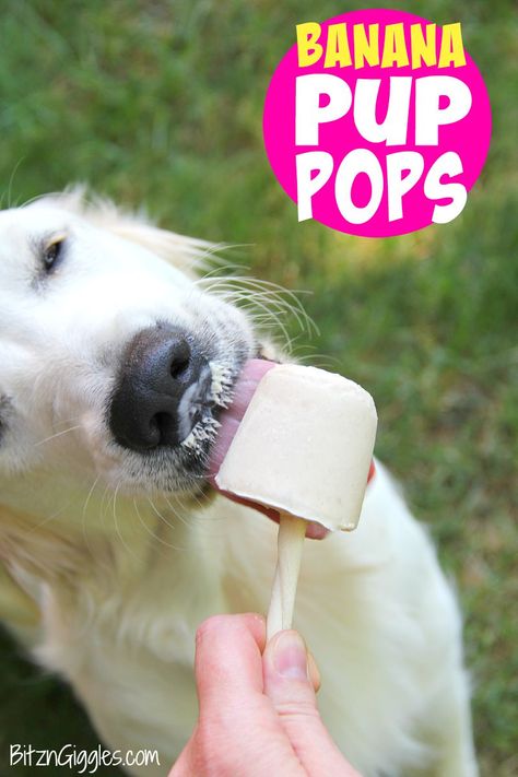 Banana Pup Pops - A creamy, homemade popsicle that your dog will love! Delicious and good for them too! Human Food For Dogs, Dog Treats Homemade Easy, Frozen Dog Treats, Dog Biscuit Recipes, Frozen Dog, Dog Treats Homemade Recipes, Diy Dog Treats, Puppy Treats, Golden Doodle