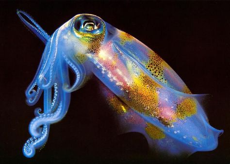 Bioluminescent squid Mobile Ideas, Deep Sea Creatures, Underwater Life, Water Life, Deep Blue Sea, Marine Animals, Ocean Creatures, Ocean Animals, Sea World