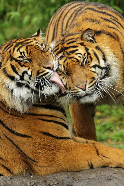 Sumatran Tiger, Tiger Love, Tiger Pictures, Cute Tigers, Big Animals, Wild Creatures, Bengal Tiger, Large Cats, Alam Yang Indah