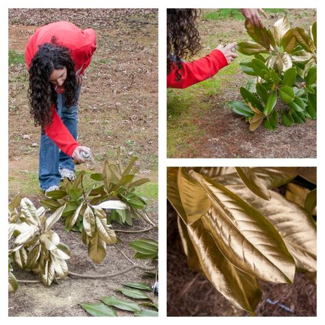 Spray painting magnolia leaves Decor With Photos, Leaf Garland Diy, Magnolia Leaves Centerpiece, Magnolia Leaves Christmas, Advent Church Decorations, Painting Magnolia, Painted Wreath, Diy Magnolia Wreath, Magnolia Leaf Garland