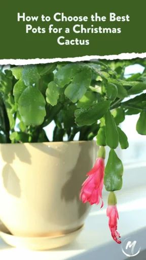 Christmas Cactus Pot Ideas, Cactus Propagation, Christmas Cactus Flower, Christmas Cactus Propagation, Christmas Cactus Care, Christmas Cactus Plant, Thanksgiving Cactus, Cactus Care, Cactus Diy