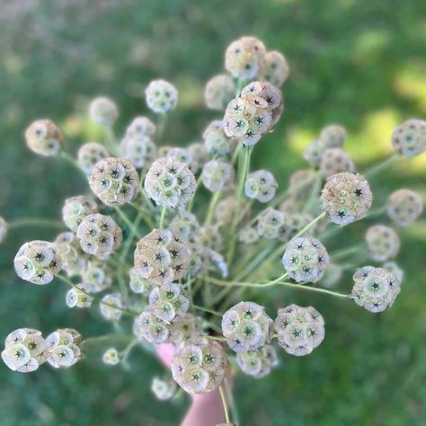 Scabiosa Stellata, Flower Pincushion, Pincushion Flower, Flower Scissors, Spring Sewing, Hanging Herbs, Cucumber Seeds, Seed Heads, Flower Paper