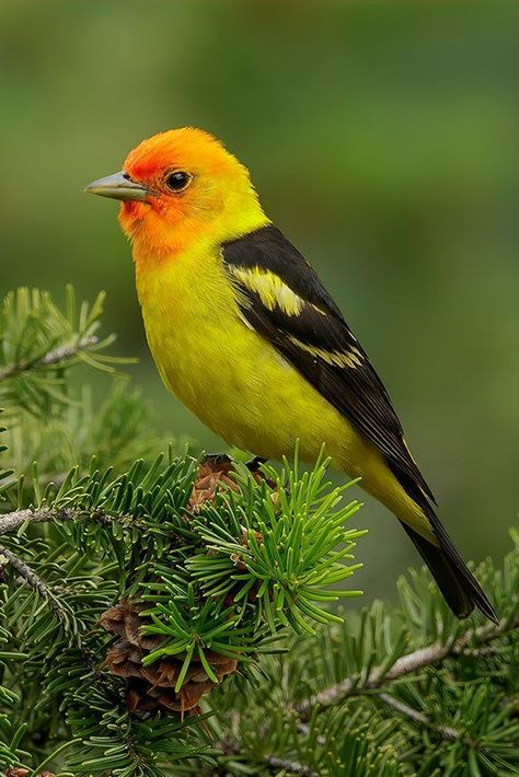 Western Tanager, Wild Animals Pictures, Tropical Birds, Beetles, Birdy, Map Art, Beautiful Birds, Ants, Art Classes