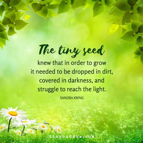 The tiny seed knew that in order to grow it needed to be dropped in dirt, covered in darkness, and struggle to reach the light. Quotes About Seeds, Planting Seeds Quotes, Seed Quotes, The Tiny Seed, Tiny Buddha, Plants Quotes, Garden Quotes, Flower Quotes, Nature Quotes