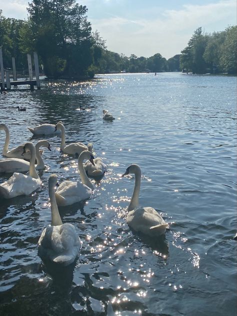 White swans on a river<3 White Swan, Swans, The River, Highlights, Pins, Blue, White