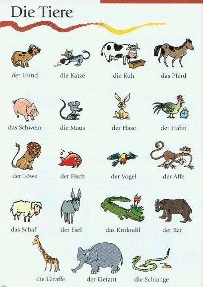 learning German. Die Tiere. #animals #german Deutsch Language, German Resources, Study German, Germany Language, German Study, German Phrases, Learning German, German Grammar, German Language Learning