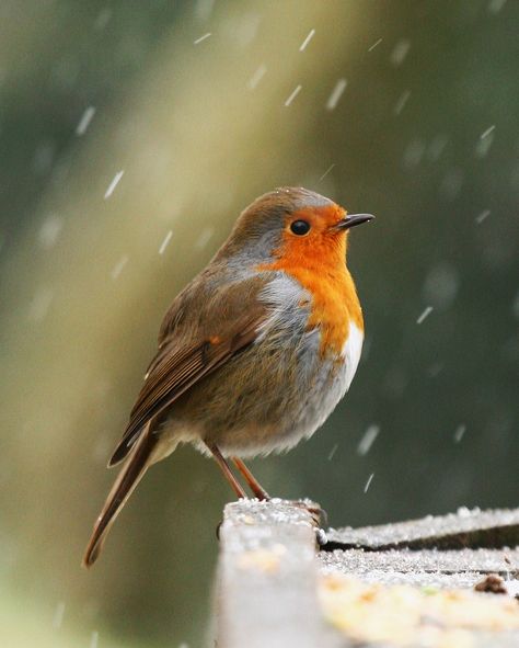 Flickr Robin Bird, Pretty Birds, Bird Photo, Colorful Birds, Little Birds, Bird Garden, Wild Birds, In The Rain, Bird Watching