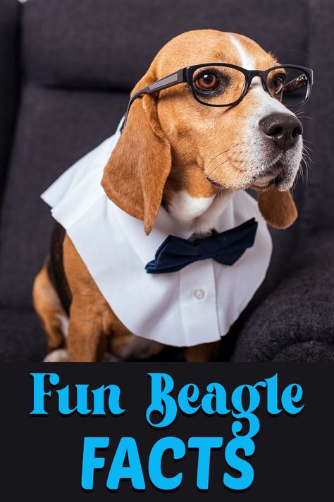 😃 For over 30 years, the Beagle has been on the Top 10 most popular breeds in the United States. And why wouldn’t they be? They are playful, highly intelligent, and have outgoing personalities. Beagles have a long history of being companions to humans, be it as hunting companions dating as far back as the 5th Century to being house pets and a family member. Click the PIN link to learn 15 fun beagle facts that you may not know about! #beagle #beagles #omgbeagle #beaglefacts Beagle Facts, Lemon Beagle, House Pets, Group Of Dogs, Left Alone, Long History, Homeland Security, Working Dogs, Regular Exercise