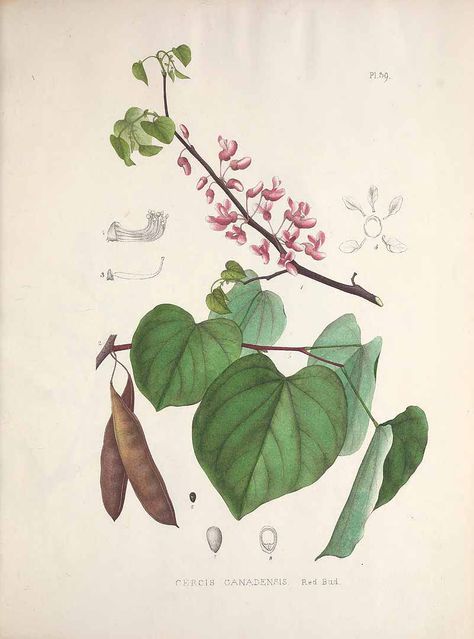 Cercis Canadensis, Judas Tree, Flower Reference, Eastern Redbud, Redbud Tree, Red Bud, Antique Botanical Print, Plant Tattoo, Leaf Clipart