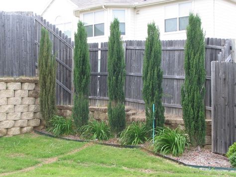 Italian Cypress - Place between the back windows with ground cover pine/cypress Italian Cypress Trees, Cupressus Sempervirens, Italian Cypress, Backyard Pool Landscaping, Fence Landscaping, Cypress Trees, Mediterranean Garden, Home Landscaping, The Fence