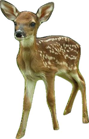 Deer Baby, Whitetail Deer, Baby Deer, Deer, Collage, Pins