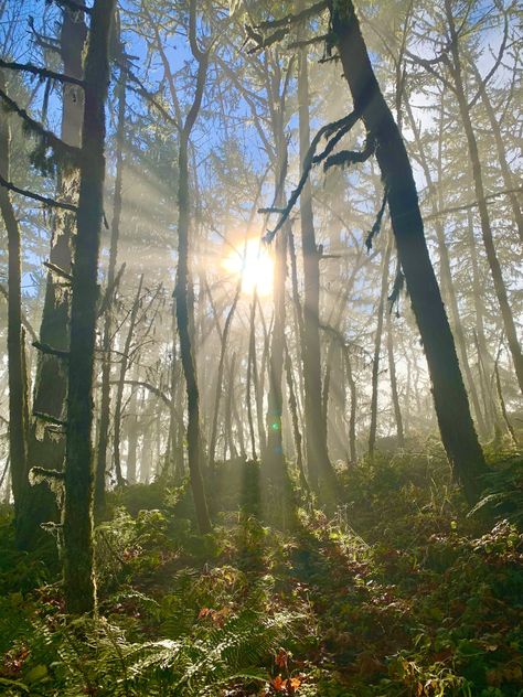 Sunshine during a foggy hike. Wooded area. Green aesthetic. Sunny Vibe. Cottage core Woods Aesthetic, Superhero Books, Wooded Area, Project 365, + Core + Aesthetic, Green Aesthetic, Cottage Core, Sunnies, Hiking