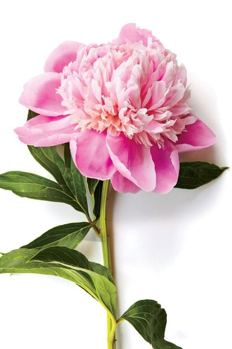 Growing Gardenias, Slow Art, Peony Bud, Planting Peonies, Growing Peonies, Southern Garden, Peony Painting, Flower Spike, Pink Petals