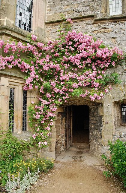 Haddon Hall roses by nanteater, via Flickr Haddon Hall, Flowers Growing, Vastu Shastra, Climbing Roses, Old Stone, Bougainvillea, Garden Cottage, Doors And Windows, Pretty Places