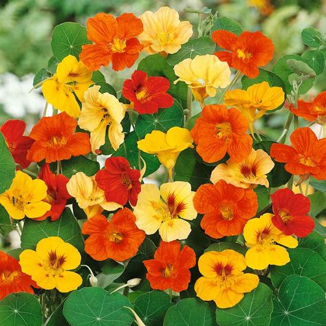 Nasturtium Seed - Jewel Mix Flower Seeds Media Sombra, Fleur Orange, Fruit Seeds, Pollinator Garden, Blooming Plants, Organic Seeds, Lady Bird, Herb Seeds, Garden Trellis