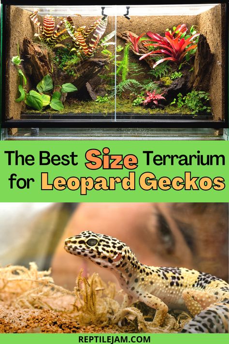 Let's look at the best sized tank for your leopard gecko and our top choice #leopardgecko #reptilepets #exoticpets 40 Gallon Leopard Gecko Tank, Leaped Gecko Tank Set Up, Leopard Gecko Habitat Ideas 20 Gallon, Leopard Gecko Cage Ideas, Bio Active Leopard Gecko Tank, Lepord Gecko Tank Set Up, Diy Leopard Gecko Enclosure, Lepord Gecko Enclosure, Leopard Gecko Bioactive Tank