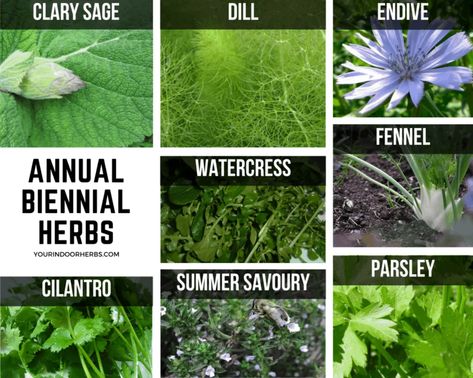 How Long Do Your Herbs Last? Perennial vs Annual – Your Indoor Herbs Annual Vs Perennial, Annual Herbs, Indoor Herbs, Summer Savory, Growing Herbs Indoors, Sage Plant, Pineapple Sage, Not Your Fault, Nature Words