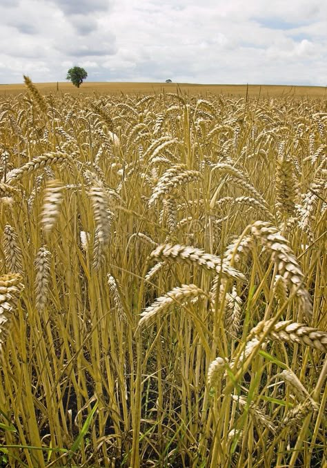 Barley Plant, John Barleycorn, Background Furniture, Barley Field, Rustic Cottagecore, Corn Fields, Painted Ideas, Visenya Targaryen, Splash Pad