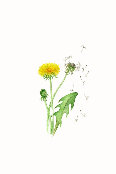 Dandelion Fluff Drawing, Yellow Dandelion Tattoo Design, Danlion Flower Drawing, How To Paint A Dandelion, Dandelion Art Drawing, Dandelion Drawing Watercolor, Dandelion Watercolor Painting, Dandelion Aesthetic Art, Dandelion Flower Drawing