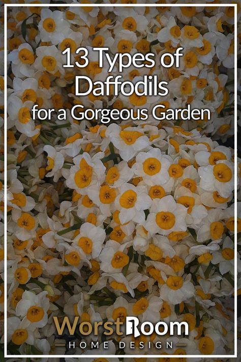 Types of Daffodils Sore Eyes, A Beautiful Flower, Garage Design, Gorgeous Gardens, Flowers Garden, Beautiful Flower, Flower Beds, Daffodils, To Tell