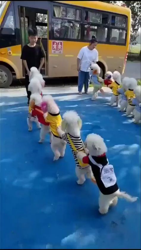 dog_lovers810 on Instagram: #doginspiration #dogdance #dogsofinstagram #puppy #puppylove #puppygram #reelsinstagram #reelkarofeelkaro #reelsvideo #reelitfeelit… Sewing Hems, Cute Animals Puppies, Very Cute Dogs, Baby Animals Funny, Cute Funny Dogs, Cute Wild Animals, Funny Dog Videos, Animal Videos, Cute Animal Photos