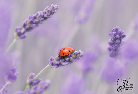 Spirit Animal Totem, Lavender Heart, A Ladybug, Cool Piercings, Animal Totem, Lavender Field, Lady Bugs, Lavender Farm, Piercing Ideas