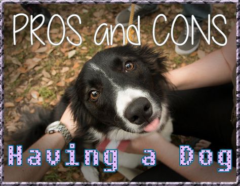 Puppies are nearly irresistible! Before you get one, check out the pro's and cons. Pros And Cons List, About Happiness, Jump In, It's Hard, Pros And Cons, Halle, Get One, A Dog, Blog Posts