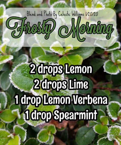 Lemon Verbena Essential Oil, Simmer Pots, Essential Oil Diffuser Blends Recipes, Essential Oil Diffuser Recipes, Oil Diffuser Recipes, Diffuser Recipes, Essential Oil Diffuser Blends, Lemon Verbena, Oil Diffuser Blends