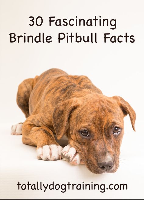 Blue Brindle Pitbull, Brindle Pitbull, Big Pitbull, Female Pitbull, Pitbull Facts, Parks And Recs, Amstaff Puppy, White Pomeranian, Pitt Bulls