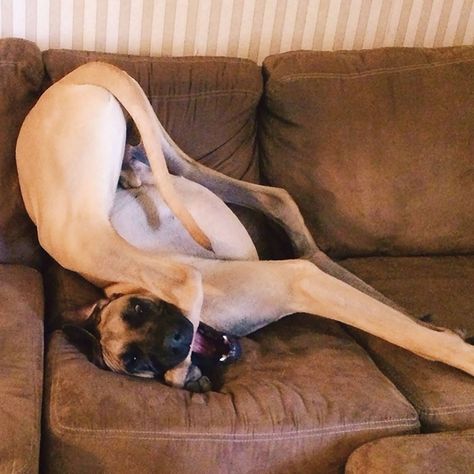 Dane Puppies, Dane Dog, Great Dane Dogs, Funny Animal Pictures, Great Dane, Doberman, Big Dogs, Animal Memes, Cute Funny Animals