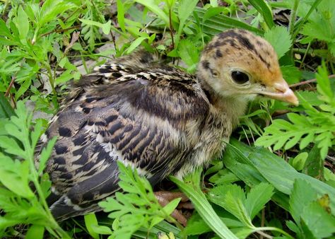 Wild Turkey Baby (Poult) Turkey Chicks, Pet Turkey, Turkey Nature, Wildlife Wallpaper, Baby Turkey, Turkey Bird, Turkey Calling, Animal Activism, Wild Baby