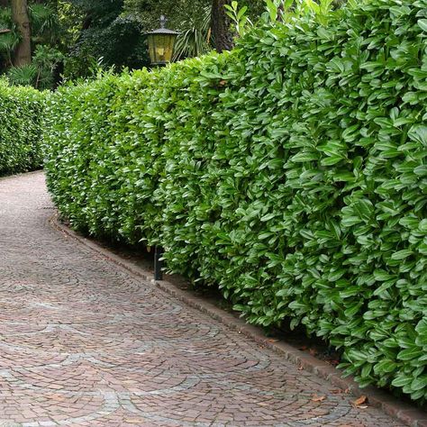 Schip Laurel, Cherry Laurel Hedge, Skip Laurel, Laurel Shrub, Laurel Plant, Cherry Laurel, Laurel Hedge, Fast Growing Shrubs, Shrubs For Privacy