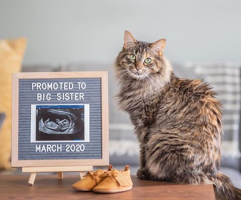 Cat Baby Announcement, Baby Announcement With Cat, Pregnancy Announcement With Cat, Cat Pregnancy Announcement, Pet Announcement, Pet Pregnancy Announcement, Pregnancy Reveal Photos, Dog Baby Announcement, Cat Baby Shower