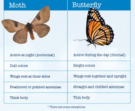 Comparison between Butterflies and Moths. Read more fun information on butterflies and moths here: http://easyscienceforkids.com/all-about-butterflies-and-moths/ Moths Vs Butterflies, Moth Activity Preschool, Moth Vs Butterfly Tattoo, Butterfly Vs Moth, Moth Craft, Moth Facts, All About Butterflies, Butterfly Information, Butterflies Theme