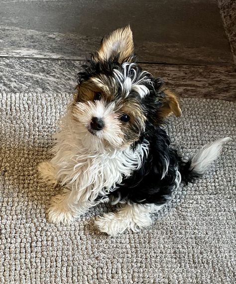 Shitzu Terrier, Maltese Yorkie Mix, Maltese Yorkie, Biewer Terrier, Biewer Yorkie, Morkie Puppies, Cutest Puppy Ever, Cute Small Dogs, Dog Mommy