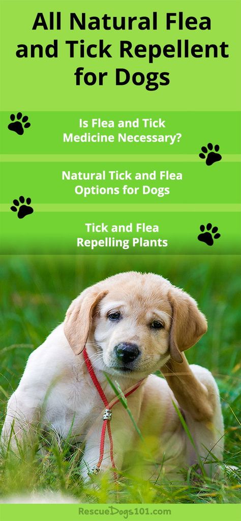 Holistic All-Natural Flea and  Tick Prevention for Dogs. How to use natural products along with Flea and tick repelling plants and essential oils.  #dogs #doghealth #rescuedogs101 Tick Repellent For Dogs, Natural Dog Remedies, Natural Tick Repellent, Dog Backyard, Flea Repellent, Ticks On Dogs, Shampoo Recipe, Tick Repellent, Dog Remedies