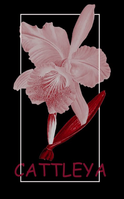 CATTLEYA film inspiration 'COLOMBIANA apparell desain Cataleya Flower Tattoo, Cataleya Flower, Cattleya Flower, Photo Walls Bedroom, Photo Walls, Flower Tattoo Sleeve, Iphone Wallpaper Hd Nature, Framed Wallpaper, Flower Stencil