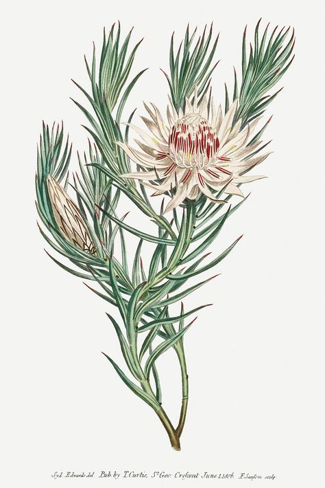 Protea Mucronifolia (Dagger–Leaf Protea) (1806) Image from The Botanical Magazine or Flower Garden Displayed by Francis Sansom. Original from The Cleveland Museum of Art. Digitally enhanced by rawpixel. | free image by rawpixel.com / The Cleveland Museum of Art (Source) Protea Illustration, Flora Vector, Protea Flower, Free Illustration Images, Botanical Illustration Vintage, Graffiti Murals, Botanical Artwork, Cleveland Museum Of Art, Botanical Illustrations