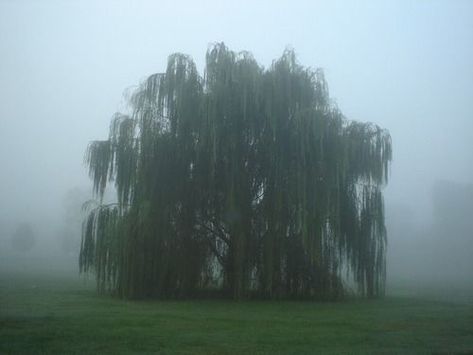 Skórki Minecraft, Poison Tree, Weeping Trees, Weeping Willow Tree, Weeping Willow, Willow Tree, Foto Ideas Instagram, Nature Aesthetic, Pretty Places