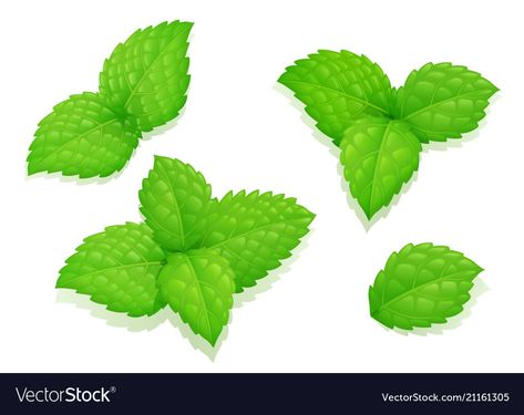 Peppermint Leaf, Leaf Illustration, Peppermint Leaves, Mint Leaves, Healthy Food, Peppermint, Essential Oil, Adobe Illustrator, Vector Art