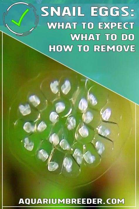 Freshwater Snail Eggs: What to Expect, What to Do, and How to Remove if Needed Aquatic Snails, Snail Eggs, Aquarium Snails, Pet Shrimp, Snail Farming, Baby Snail, Apple Snail, Wildlife Rehabilitation, Betta Fish Tank