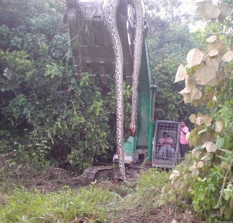 The largest snake in the world  16.7m World Biggest Snake, Anaconda Snake, Giant Snake, Largest Snake, King Cobra, Big Animals, New Roads, Reptiles And Amphibians, Large Animals