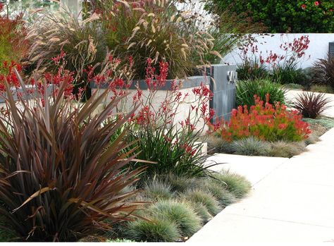 Phormium, festuca,Leucadendron protea Inexpensive Landscaping, Cheap Landscaping Ideas, Drought Tolerant Garden, Fountain Grass, Drought Tolerant Landscape, Landscaping Inspiration, Modern Landscape Design, Coastal Gardens, Garden Shrubs