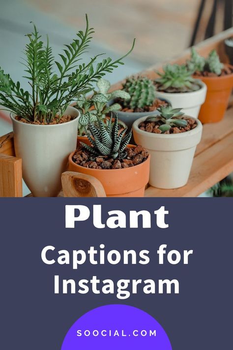 Beautiful Captions, Cute Captions, Captions For Instagram, Instagram Captions, Potted Plants, Selfies, Planter Pots, Plants, On Instagram