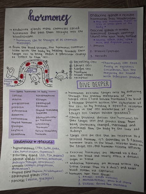 lets dig into the endocrine system! #paramedic #notes #school #education #studygram #study #studymotivation #pretty #aesthetic #schoolwork #nursing #nurse #emt #medic #ambulance #doctor #healthcare #hormones #endocrine #system Endocrine System Notes, Paramedic Notes, Endocrine System Nursing, Emt Basic, Exocrine Gland, Nurse Study, Notes School, The Endocrine System, Nurse Study Notes