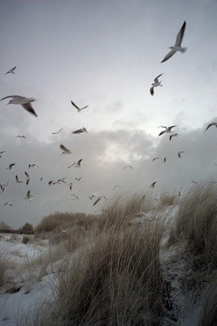 David Firth, A Flock Of Seagulls, Flock Of Seagulls, Matka Natura, Belle Nature, Arya Stark, Cloudy Day, Sand Dunes, Haiku