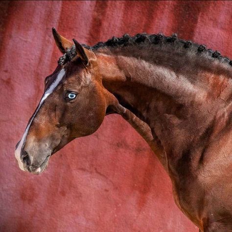 Handsome bay, blue-eyed Lusitano horse. (photo Rita Fernandez) Iberian Horse, Lusitano Horse, Horse Markings, Horse Anatomy, Horse Inspiration, Bay Horse, Types Of Horses, Horse Boarding, Appaloosa Horses